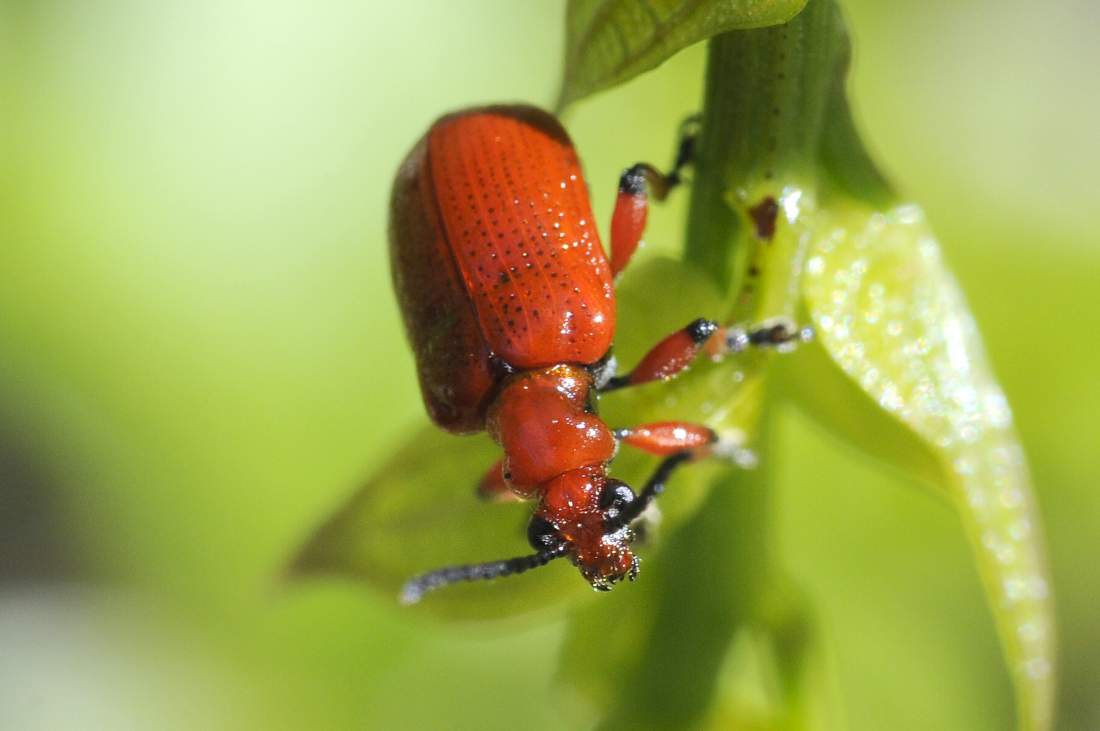 Lilioceris cf. schneideri?